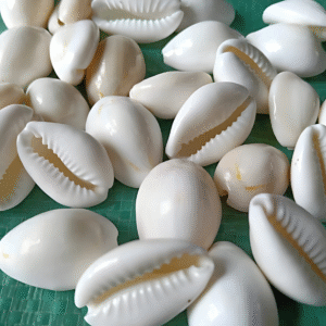 Natural White Sea Shell Kodi