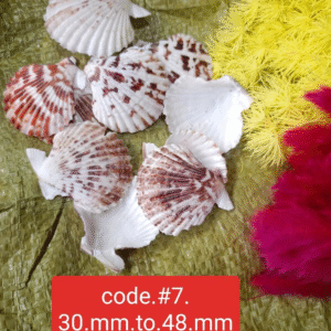 SEA SEHLLS