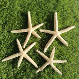 Big 1 Star fish sea shell