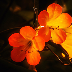 Natural Flower